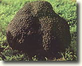 Truffle picture